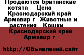 Продаются британские котята  › Цена ­ 3 500 - Краснодарский край, Армавир г. Животные и растения » Кошки   . Краснодарский край,Армавир г.